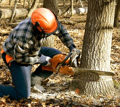 Tree Removal in Bark River, MI
